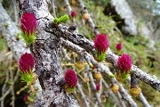 73 Fiori di larice